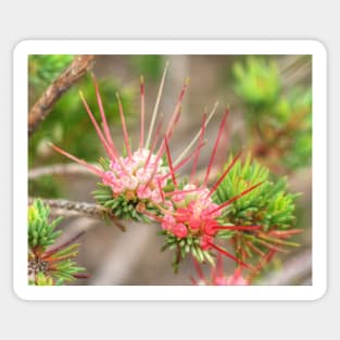 Darwinia fascicularis Sticker